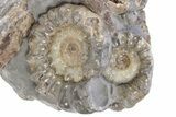 Jurassic Ammonite (Xipheroceras) Fossil Cluster -Dorset, England #243499-1